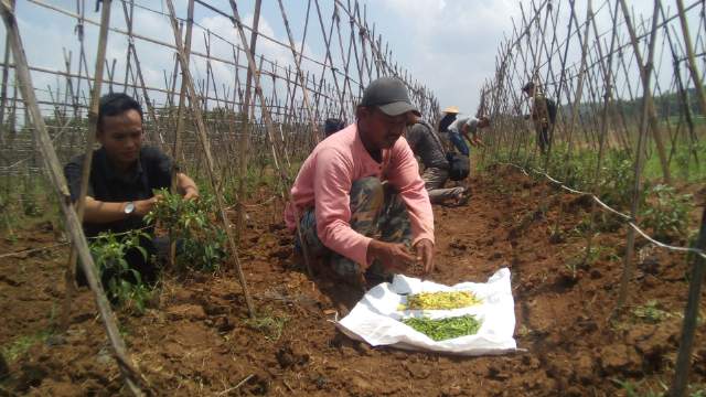 Di Kampung Blok Cipancur Purwakarta, Lahan Tidur Jadi Produktif