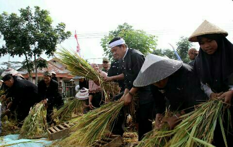 Petani Purwakarta Tak Takut Gagal Panen