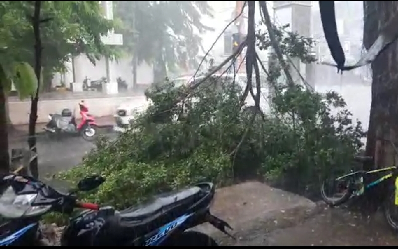 Pengguna Jalan di Purwakarta Khawatir Pohon Tumbang