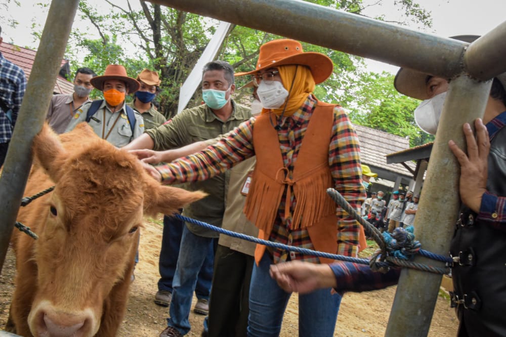 Inseminasi Buatan Dongkrak Populasi Sapi di Purwakarta